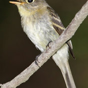 Pacific-slope Flycatcher